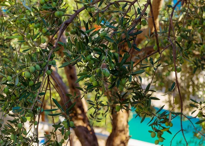 Daire Irena - Longevity Retreat